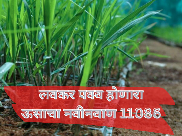 Phule Sugarcane 11082