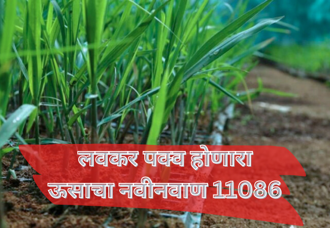 Phule Sugarcane 11082