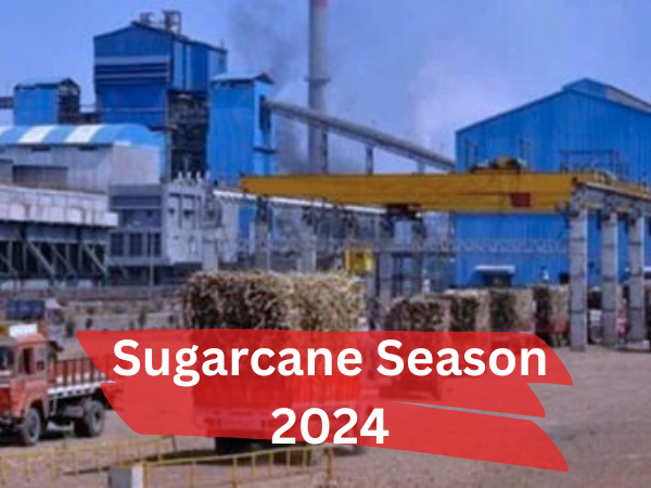 Sugarcane Season 2024