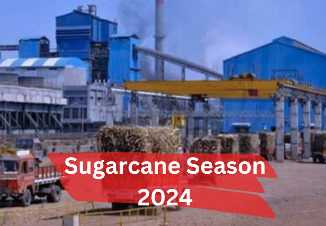 Sugarcane Season 2024